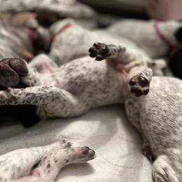 German Shorthaired Pointer Puppies from Bequest German Shorthaired Pointers