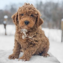 Buck - Red  male Goldendoodle puppy in Montrose, Michigan from Livy’s Doodles