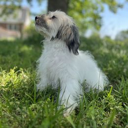 Havanese Puppies from Home with Havanese