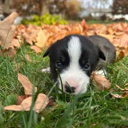 Barnabas Collins - Black and white male Cardigan Welsh Corgi puppy in Clio, Michigan from Old Oak Cardigans