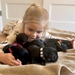 Labrador Retriever puppies from Riverbourne Labradors