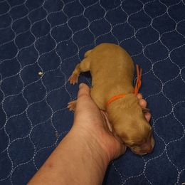 Mars - Yellow male Labrador Retriever puppy in Elloree, South Carolina from Moonlight Kennels LLC