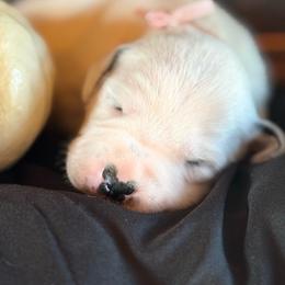Pink Female - White and black female Dalmatian puppy in Hawkins, Texas from Snow Dalmatians