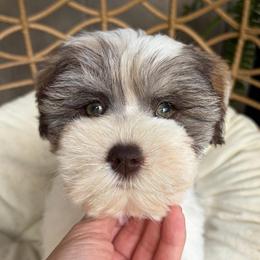Darby - Parti female Miniature Schnauzer puppy in Calera, Alabama from Tuck’s Farmstead