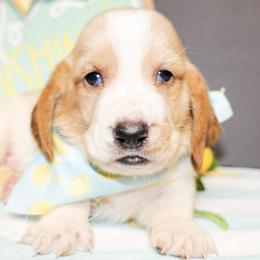 Sunny - Lemon and white male Basset Hound puppy in Antlers, Oklahoma from Rocking H