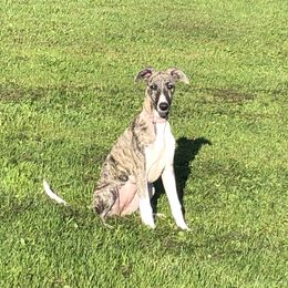 Lily - Whippet