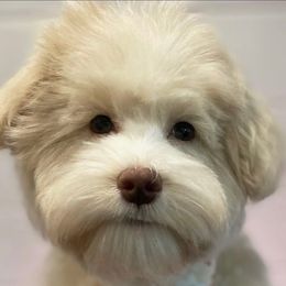 Bernedoodles, Cavapoos, Goldendoodles, Schnoodles, and Shihpoos from NC Doodle Puppies
