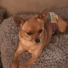 Rain Man - Chihuahua
