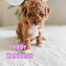 Abby Wambach - Red  female Goldendoodle puppy in Jacksonville, Florida from First Coast Goldendoodles