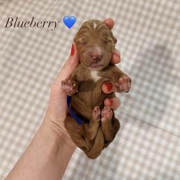 Blueberry - Red  male Goldendoodle puppy in La Porte, Texas from B+C Doodles