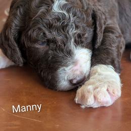 Manny - Brown and white male Sheepadoodle puppy in Berwick, Pennsylvania from Wright’s Wiggle Butts