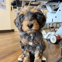 MOUSSE - Merle male Bernedoodle puppy in Wayland, Michigan from Gun Lake Bernedoodles