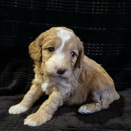 Odie - Buff and white male Cockapoo puppy in Strasburg, Pennsylvania from Dana's Domain Cockapoos