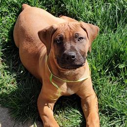 Green female - Red female Boerboel puppy in Rockford, Illinois from Adoraboerboels