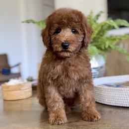 Sunny - Red  male Goldendoodle puppy in St George, Utah from Doodle Bears of Southern Utah