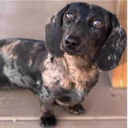 Roxy - Dachshund