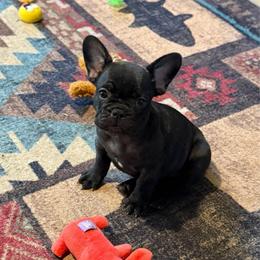 Green collar - Brindle female French Bulldog puppy in Livingston, Texas from Drake Home Frenchies