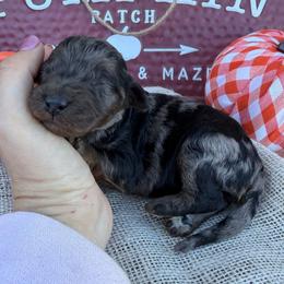 Benedict - Blue merle male Bordoodle puppy in Canfield, Ohio from Poo's Doo's & Inu's