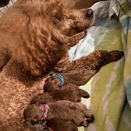 Nellie - Red  female Poodle puppy in Labelle, Florida from RomLein Poodle