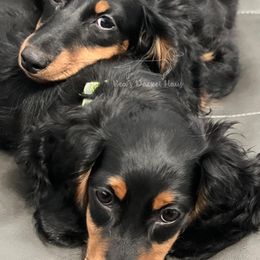 Dachshunds from Bea’s Dackel Haüs