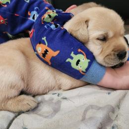 Roar - Yellow male Labrador Retriever puppy in Silsbee, Texas from AZ Kennels LLC