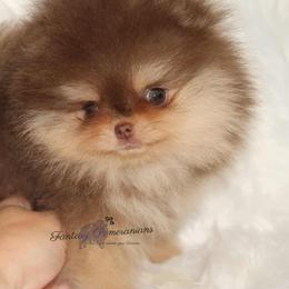 Australian Shepherds and Pomeranians from Fantasy Pomeranians
