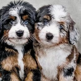 Bernedoodle puppies from RockaDoodles