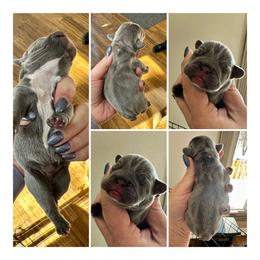 Rocket - Blue male French Bulldog puppy in Greenfield, Missouri from Hope Mountain French Bulldogs