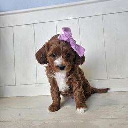 Nutmeg-purple - Red  female Goldendoodle puppy in South Jordan, Utah from Lucky Doodle Pups