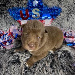 Copperhead - Red and white male Siberian Husky puppy in Folsom, Louisiana from Geaux Fluffy