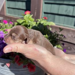 Girl 2 - Chocolate and cream female Dachshund puppy in Gouverneur, New York from Dack Dachshunds