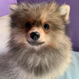 Neptune - Orange sable male Pomeranian puppy in Los Angeles, California from Lucky Poms of LA