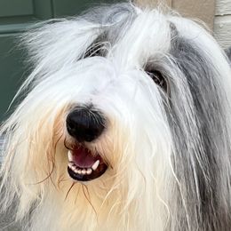 Shaeley - Bearded Collie