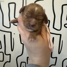 Wendy - Red female Cavapoo puppy in Linden, Michigan from Maple Drive Doodles