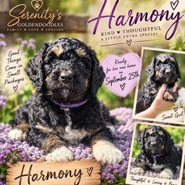 Harmony - Phantom female Goldendoodle puppy in Sanderson, Florida from Serenity Goldendoodles