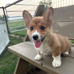 Ollie Sue - Sable female Pembroke Welsh Corgi puppy in Paradise, Texas from Corgis in Paradise