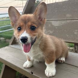 Ollie Sue - Sable female Pembroke Welsh Corgi puppy in Paradise, Texas from Corgis in Paradise