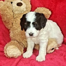 Bernedoodles and Miniature Australian Shepherds from Miller's Aussie,Bernedoodle Pups!