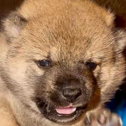 'Ember' - Red female Shiba Inu puppy in Clewiston, Florida from Animal Farm Shiba Inus & Mameshibas