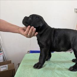 Last born. - Black male Cane Corso puppy in Los Lunas, New Mexico from Top Gun Kennels NM