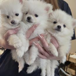 Chunky - White male Pomeranian puppy in Las Vegas, Nevada from Pomeranian Puppies
