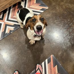 Jolene “Jo Jo” - Basset Hound