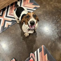 Jolene “Jo Jo” - Basset Hound