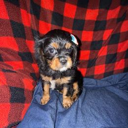 Journey - Black and tan female Cavalier King Charles Spaniel puppy in Broken Arrow, Oklahoma from Cavalier King Charles Heartland