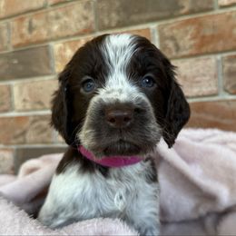 Ruby - Liver white and roan female English Springer Spaniel puppy in Pensacola, Florida from LeichtHouse Kennel