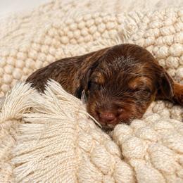 Calla - Brown female Bernedoodle puppy in Mint Hill, North Carolina from Ball-Y-Hoo Bernedoodles