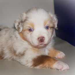 Miniature Australian Shepherd Puppies from Southern with Grace Mini Aussies