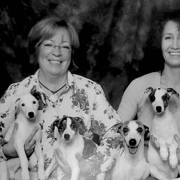 "2010 Choice ex Lydia (Inki 2nd from left, bred once, produced Stevee)" Whippet Puppies from SaeSi Kennels