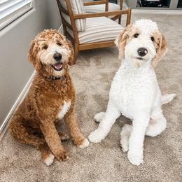 Goldendoodle All Grown Up from Evergreen Doodles