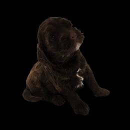 Jade - Chocolate female Double Doodle puppy in Lynden, Washington from Cloud Nine Doodles